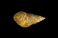 藏品(粗紋玉黍螺)的圖片